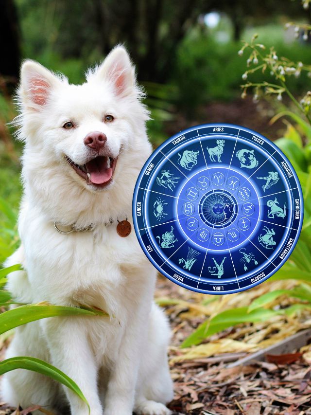 Best Dog Breeds Based On Your Zodiac Sign