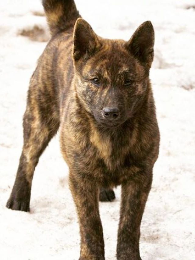 Stories 7 Top 10 Rare and Unique Dog Breeds