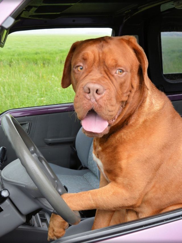Stories 1 Top 8 Best Travel Companion Dog Breeds for Wanderlust Adventurers