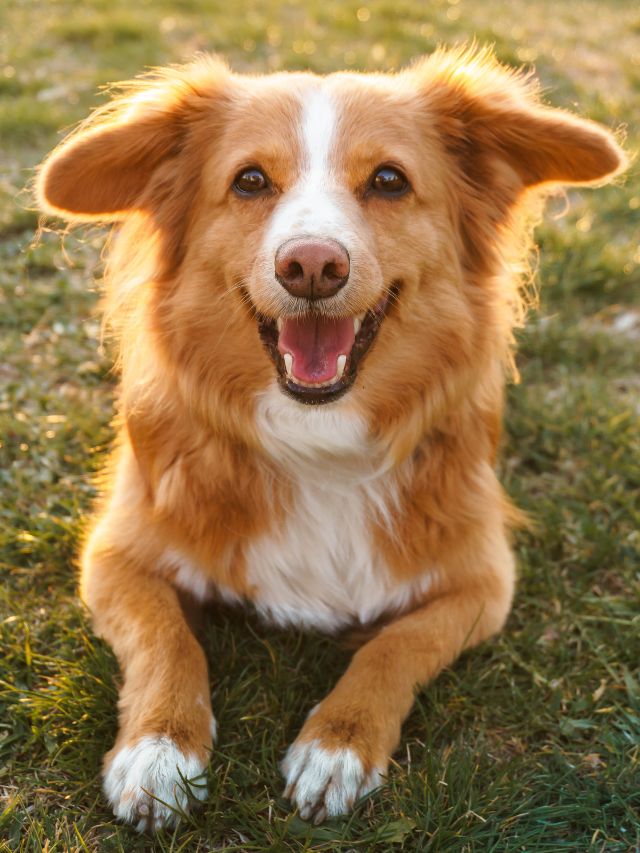 Top 8 Dog Breeds with Exceptional Scent Detection