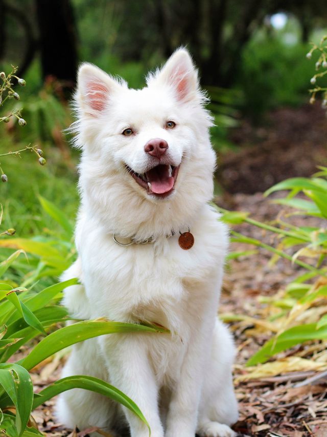 Stories 1 Top 8 Longest-Living Dog Breeds in USA
