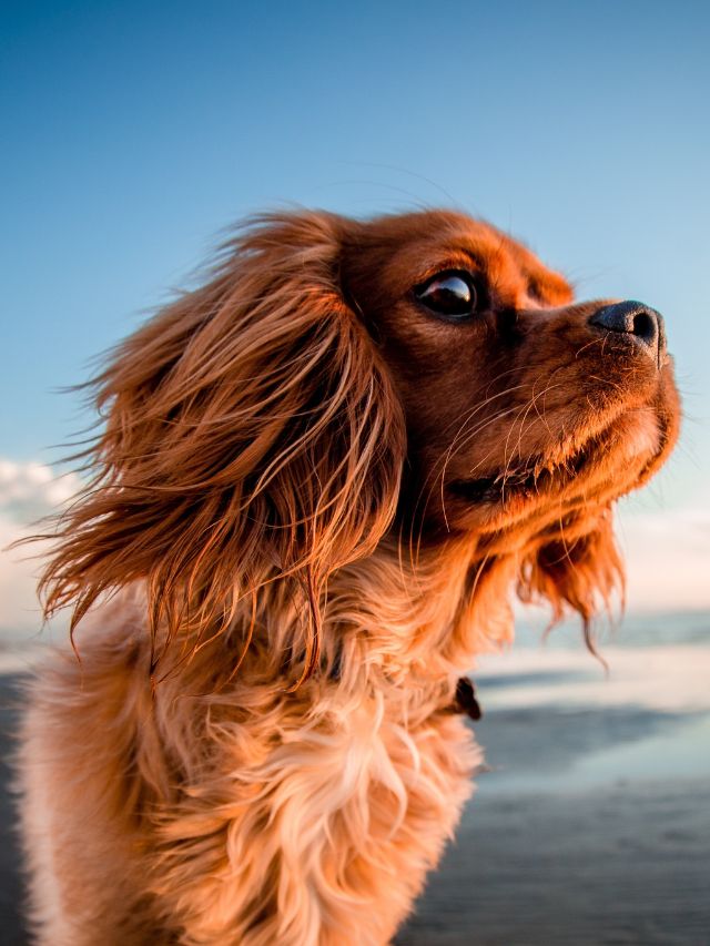 Stories 1 Top 8 Most Adaptable Dog Breeds for Changing Lifestyles