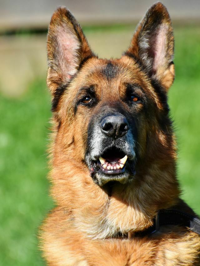 Top 9 Giant Dog Breeds Meet the Gentle Giants