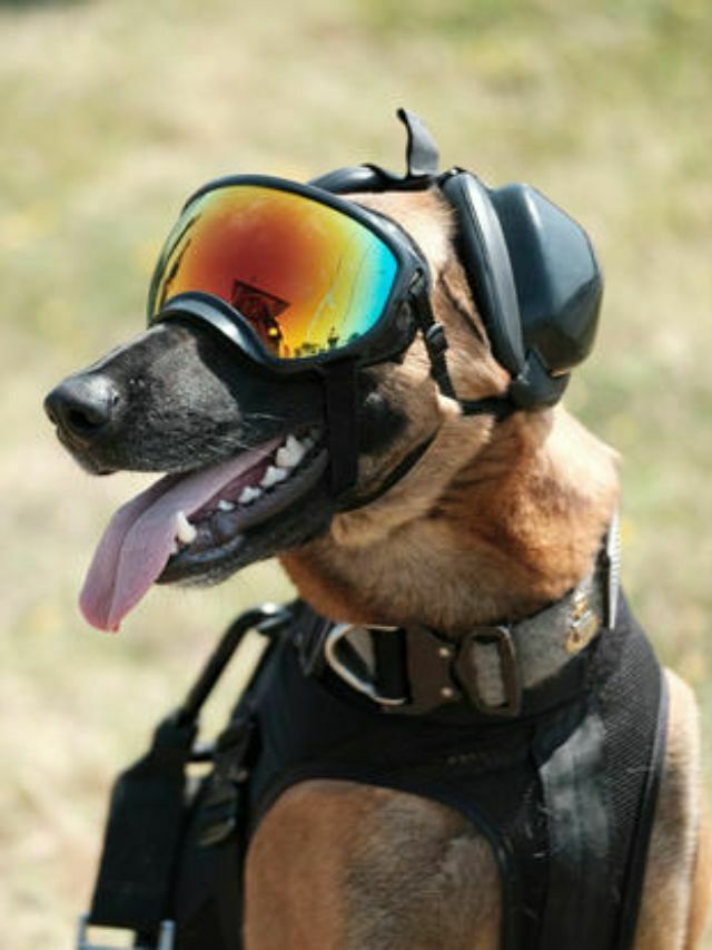 Top 8 Working Dog Breeds for Specific Jobs