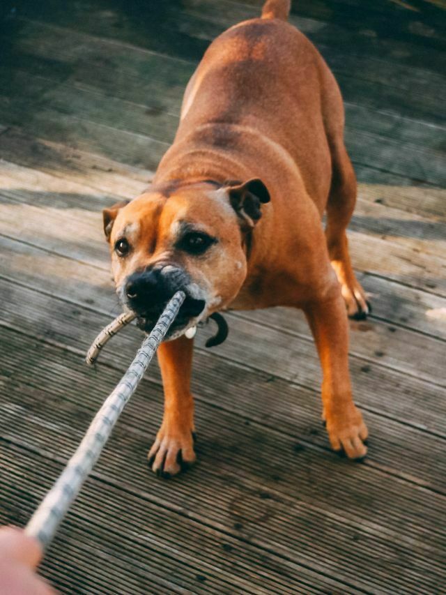 The 8 Most Daring Adventure Dog Breeds