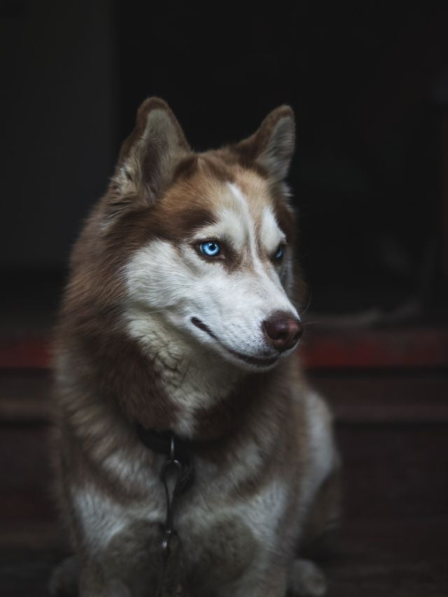 Stories 1 Top 7 Most Energetic Dog Breeds: For Active Owners