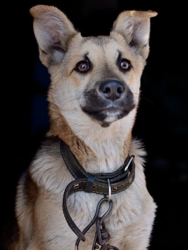 Hunting Dog Breeds: Perfect Partners for Outdoors