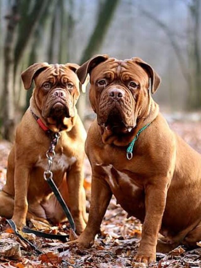 Dogue_De_Bordeaux