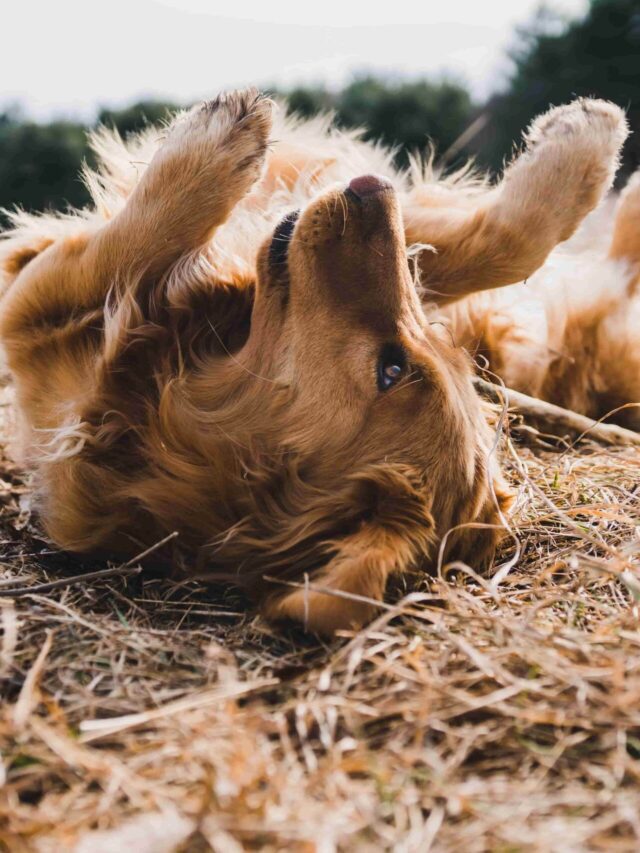 Stories 1 dogs behaviour