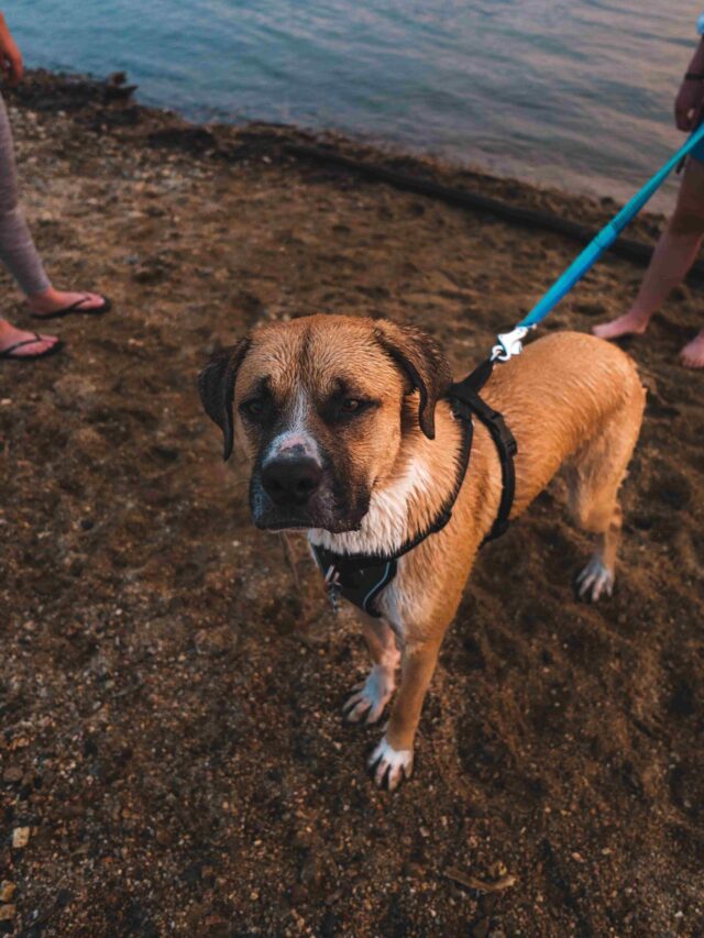 Stories 1 dog