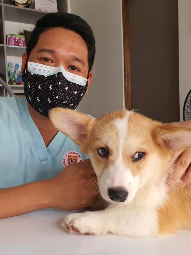 Stories 4 dog heath and care