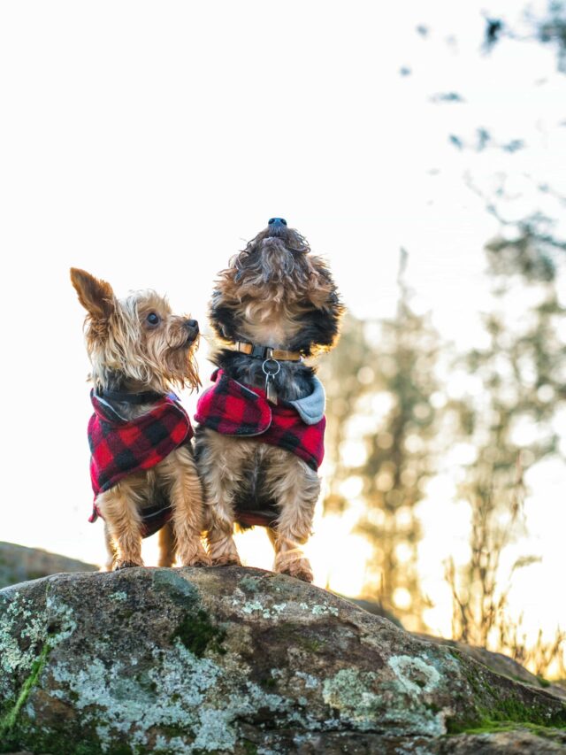 Stories 2 Howl at Sirens