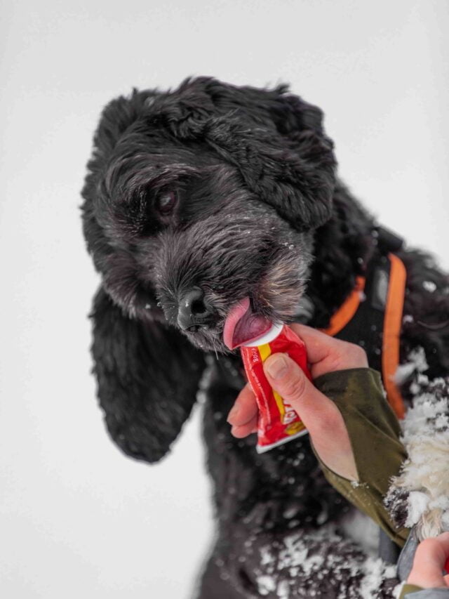 Stories 3 dog nutrition