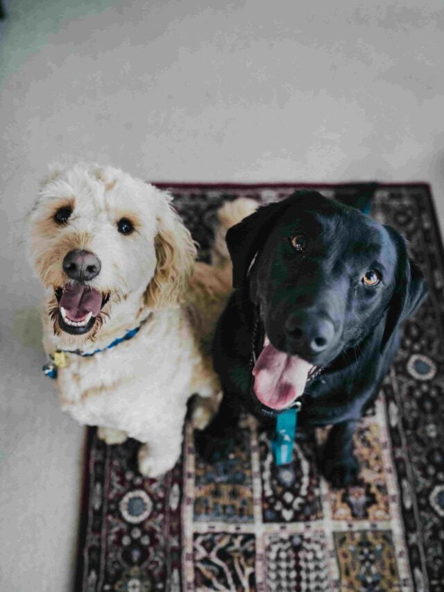 Stories 3 dogs_breed-min