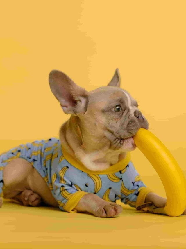 Stories 1 heathy-dog