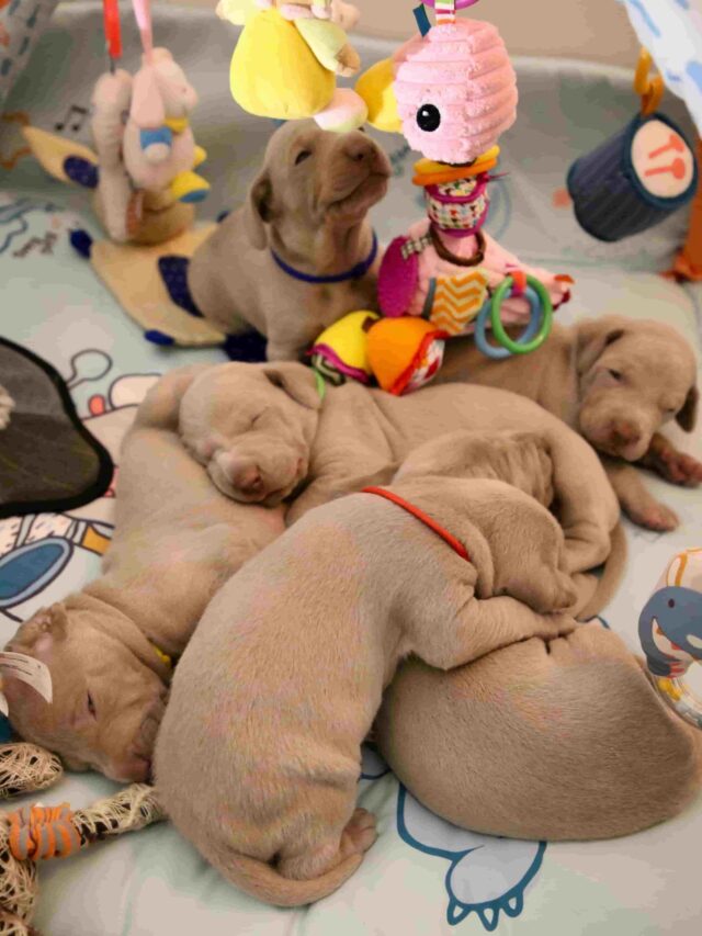 Puppy Training at Home “Home Training Unleashed”