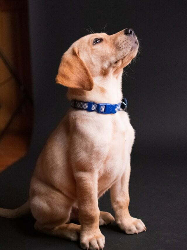 Stories 5 Top 10 Low-Maintenance Dog Breeds